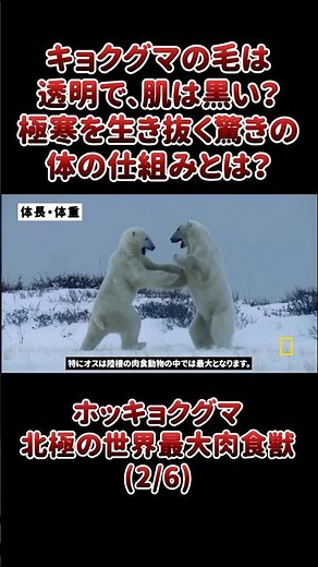 キョクグマの毛は透明で、肌は黒い？極寒を生き抜く驚きの体の仕組みとは？