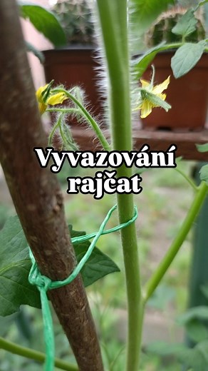 Sledujte nás pro více tipů 📥 🍅Proč vyvazovat rajčata na osmičku? 1) Čím víc stonek zesílí, tím blíž k opoře bude. Rostlina je tedy víc a víc zpevněna oporou, což právě potřebuje víc a víc, jak roste. 2) Snížíte riziko, že stonek přiškrtíte a rostlina zemře . 3) Rostliny se nedolámou. 🍅Jak je správně vyvázat na osmičku? 1) Dostatečně silný provázek, aby se nemohl zaseknout do stonku a přefiknout ho. 2) Dostatečná délka provázku, ať se s tím nemusíte rozčilovat. 3) Osmičku vážete uprostřed ston