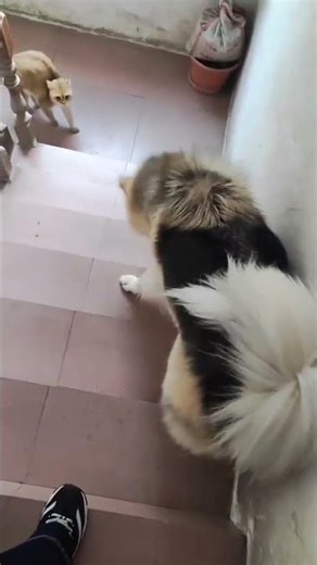 Dog startled by cat on stairs in Guangdong, China