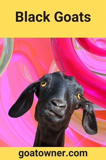 9 Breeds Of Black Goats (Revealed!) - Goat Owner