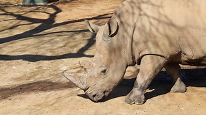 Male rhino 'Stormy' makes new home at San Antonio Zoo