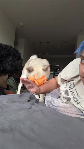 Grrrrrr. #norwegianbuhund #dogtok #fyp