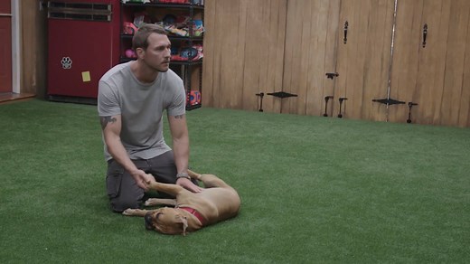 Revisit the incredible story of therapy dog Darby and learn what life is like for her now in her new forever home! #LuckyDog | Lucky Dog