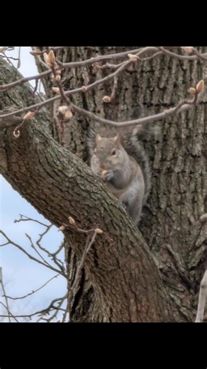 Sandy Squirrel in her tree
