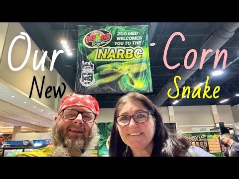 Meet Our New Corn Snake🐍Enclosure Setup Tour and Handling!