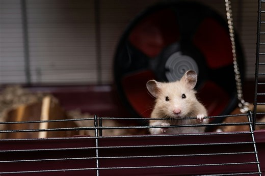 Furry frenzy: 132 hamsters escape cages aboard flight in Portugal, forcing grounding of plane