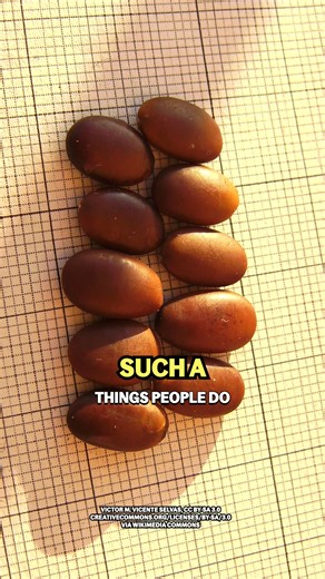 Why We Call Gold Carat | Things People Do