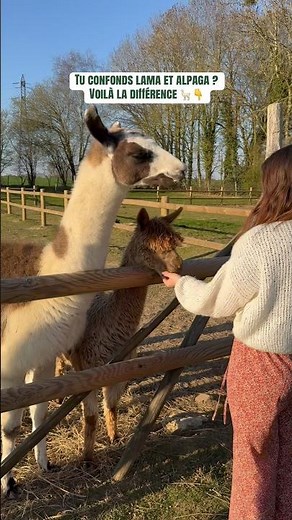 Tu confonds les lamas et les alpagas ? 🤔👇