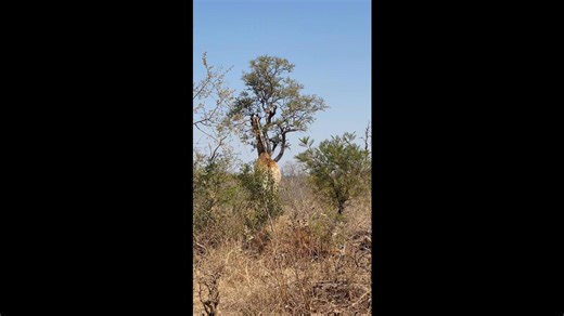 Tall giraffe reaching green tree leaves in dry savanna landscape