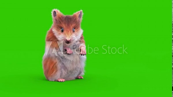Hamster Green Screen Rodent Digs and Observes 3D Animation Animals Rendring