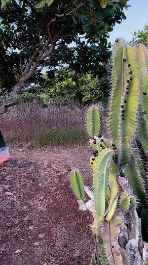 207K views · 2.2K reactions | Blue berry | Raayuk - រ៉ាយុក | Facebook