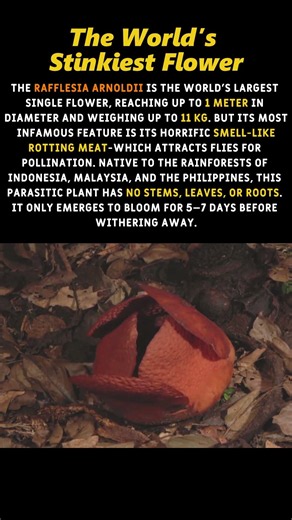 The World’s Stinkiest Flower #shorts