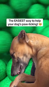 For anyone who is dealing with dog seasonal allergies, itching or paw licking issues - this breakthrough probiotic chew used by over 2 million American owners is going to change your life 🤯 | PetLab Co.