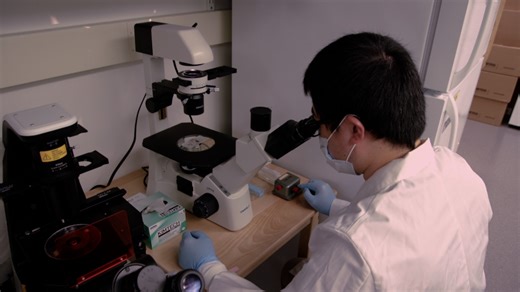 An Improved Time- and Labor- Efficient Protocol for Mouse Primary Hepatocyte Isolation