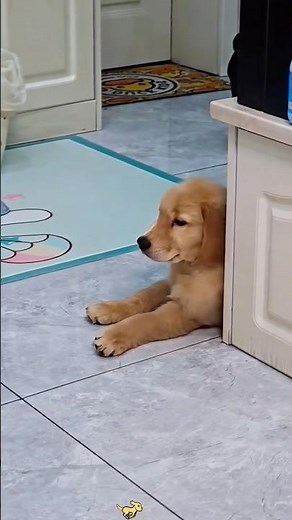 My drama dog showing me his paw #doggielife #funnypets #funnyanimals #funnyshort