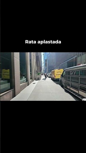 The squashed rat 🐀