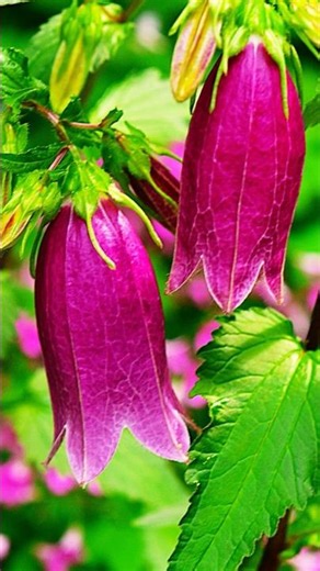 [포토 갤러리] 보기만 해도 힐링되는 꽃 감상 #사진 #초롱꽃 #자연 #flowers