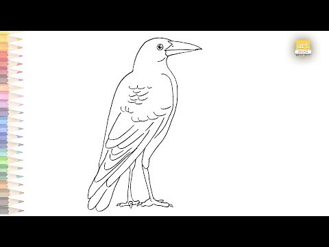 The Easiest Way to Draw an Australian Magpie | How to draw A Magpie | Outline drawings