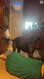 CUT IT OUT: One woman's attempt at pranking her dog by pretending to choke and see his reaction backfired when instead of going to help his owner—the maybe not-so-loyal pet went to grab a knife. https://abcn.ws/3hKnZlz | ABC News