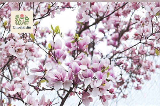 5 Tulip Tree Seeds – Magnolia Soulangeana – Pink & White Blooms – Ornamental Magnolia - Etsy