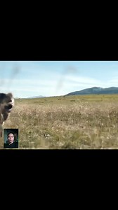 Alien vs Wolves #actionmovie #fbreels2025ツ #fbyシvideo #fbreelsfypシ゚ #fbreelsvideo #trendingreelsvideo #viralvideochallenge #fb #viralchallenge #follower @highlight | Welbert Serad Tendido Vlog 3.6