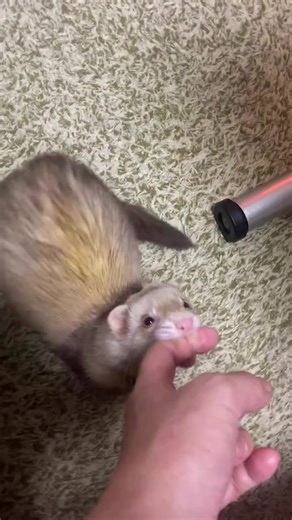 ferrets for adoption and rehom (@ferrets.for.adopt77)’s videos with original sound - ferrets for adoption and rehom
