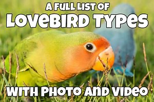 A Full List of Lovebird Types (With Photo and Video) - Talkie Parrot