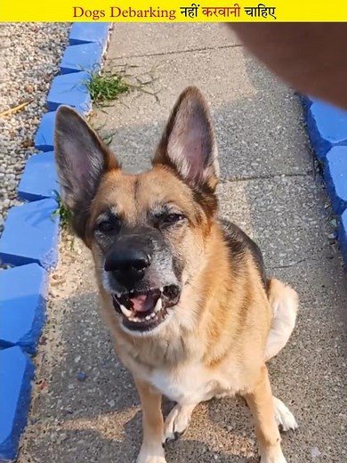 Debarking can make dogs permanently dumb.