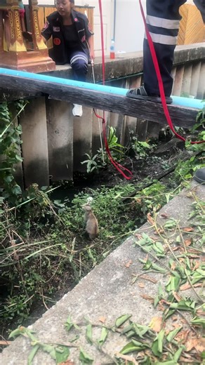 Mission possible ภารกิจช่วยแมวตกคูน้ำ ขอบคุณหน่วยกู้ภัยที่ไม่มองข้ามชีวิตเล็กๆ ชีวิตนึง #travelwithbee #tobeehappy