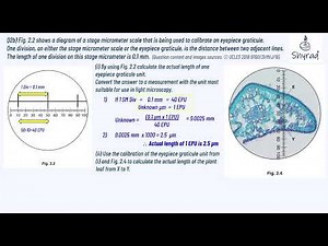 Finding actual image size by using eyepiece graticule and stage micrometer/ Worked example