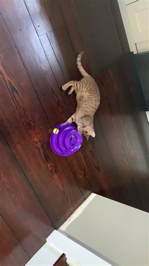 Lazy Play #cat #cattoy #ocicat