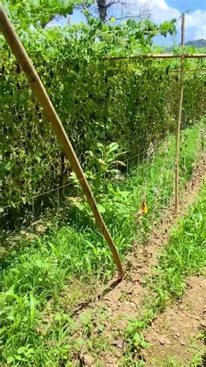 Farming in Nature's lap #greenery #village #countryside