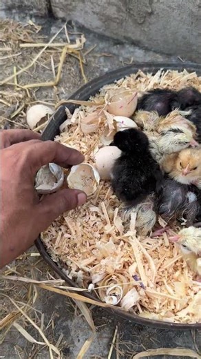 Many new born baby chicks - egg hatching