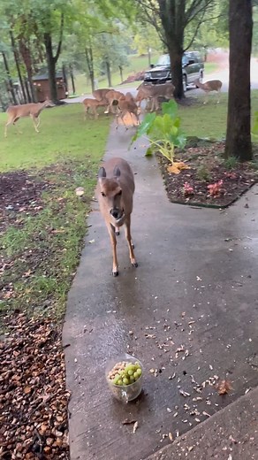 5K views · 820 reactions | Bubbers the buck keeps making his appearance for snack time, counted 19 here this morning, check out my stories for more歷歷歷歷歷 #trails #hiking #Cats #Dogs #HikingWithCats #ASMR #Animals #GoldenRetrievers #HikingWithDogs #deer #Nature | Brown Hiking Trails | Facebook