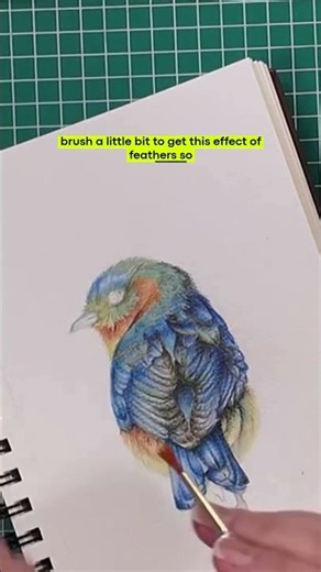 Western blue bird illu - #watercolour on coloured pencils 🤓 #art #creativeteaching #coloredpencils