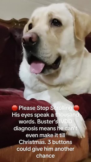 Help Save Buster: A Heart-Wrenching Plea for a Beloved Furry Sibling