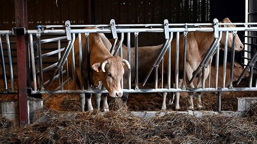Dermatose nodulaire : "Le Tarn attend des décisions rapides !" Les élus locaux réclament un assouplissement des règles