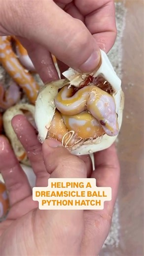 Helping A Dreamsicle Ball Python Hatch😍🔥🐍🫶