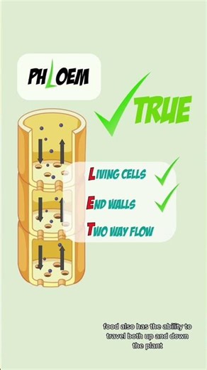 How to memorise facts on the Xylem and Phloem 🌱 Unlock the secrets of plant transport systems 🌳 #GCS