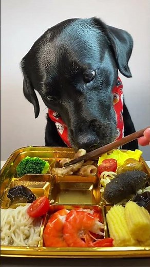 Dogs Eating Gourmet Food Like It's Their Last Meal #dog #funny #trending