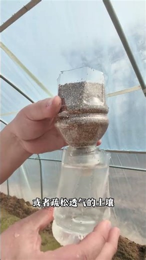 Grow a Loquat Tree for Free at Home: Your DIY Guide