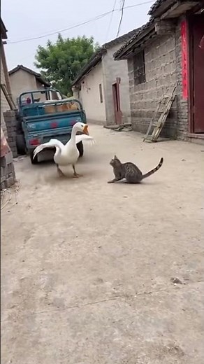 EPIC Showdown! Fearless Cat Battles an Angry Goose | Funniest Animal Rivalry Ever!