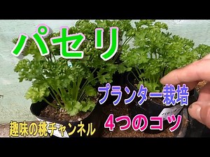 [Parsley] 4 tips for growing in a planter 25/3/16