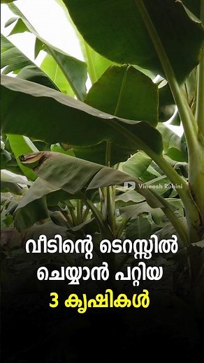 Top 3 Farming Ideas For Kerala Youth | Farming Ideas Malayalam | Farming Ideas