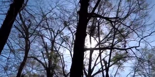 FIRST ALERT WEATHER: Why February is the perfect time to prune