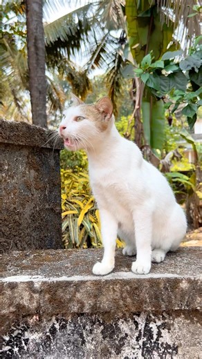 Cat meowing 💕💕 ! Cat Videos ! Cat meowing to attract cat ! Cat ! Cat sound ! Cat ! Cat voice