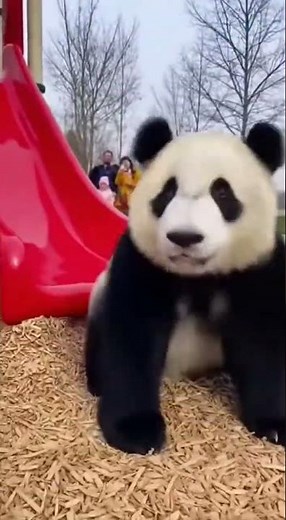 Panda Discovers Playground Slide, Won't Stop Sliding!