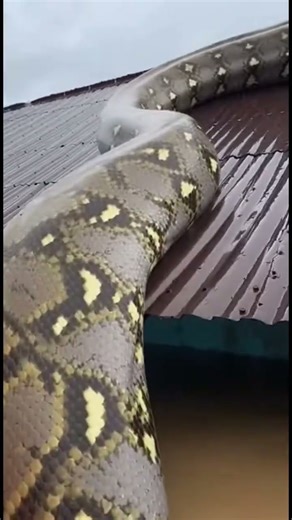 Giant Python Trapped on Rooftop During Massive Flood | Shocking Footage