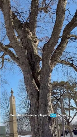 How Arborists Cable Trees with Multiple Co-Dominant Stems