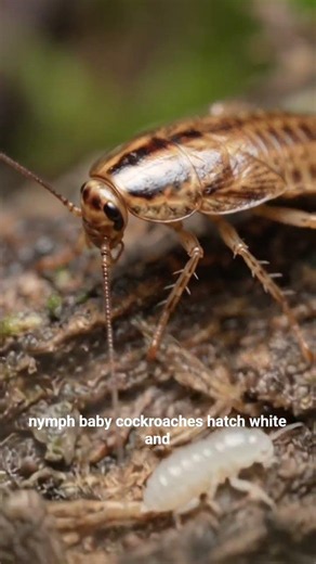 Ever wondered what a baby roach is called?